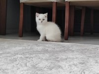 BRITISH LONGHAIR BEYAZ YAVRU
