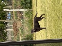 Cane corso blue