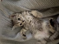 2 aylık british shorthair yavruma yuva arıyorum