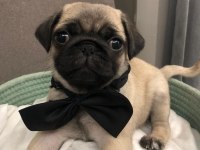 İki dişi ve bir erkek üst kalite pug mops bebekler