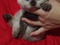 British blue point shorthair yavrularımız
