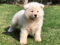 %100 Safkan Beyaz Akita Yavruları