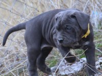 FCI-KIF SECERELİ SAFKAN CANE CORSO YAVRULAR