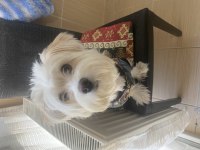 Eş aranıyor maltese terrier