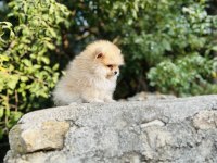 Yavru pomeranian köpeğimiz sağlık ve ırk garantilidir