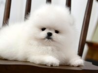 Pomeranian Boo Mini Ayıcıklardan biri sizin olsun