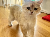 Safkan British Longhair Yetişkin Kedi NY12 BLACK GOLDEN