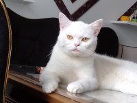 10.5 aylık british shorthair