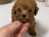 EN MİNİĞİ KORE MALTİPOO