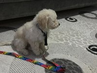 Bebek Maltipoo