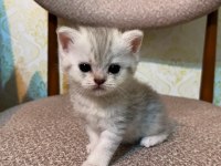 1 Aylık Gümüş Gri Yavru Kedimiz