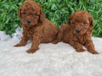Toy poodle baby