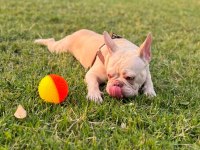 Şehir değişikliği nedeniyle sahiplendirilecek french bulldog