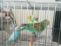 Erkek ve dişi anaç yetişkin muhabbet kuşu