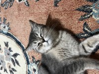 British shorthair kedisi