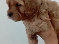 MALTİPOO RED YAVRULAR