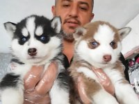 Yakışıklı Husky Yavrular