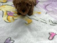 2 aylık poodle köpeği