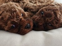 Poodle yavrularım yeni sahibini bekliyor