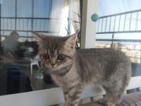 4 aylık british shorthair