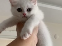 Acil Uygun Puanlı Dişi British Shorthair Yavru