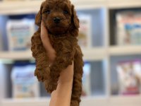 Erkek Kore Poodle