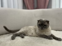 Blue Point scottish fold dişi