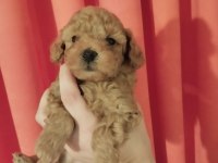 Orjinal toy poodle yavrularımız yeni yuvalarını arıyor