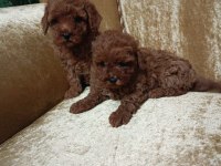 Red Poodle Yavruları