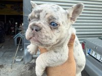 French bulldog sevenler A kalite