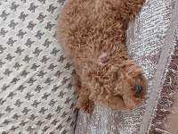 Bazı nedenlerden dolayı köpeğimi vermek zorundayım