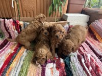 Toy poodle kore kan