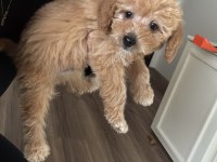 3,5 aylık erkek maltipoo