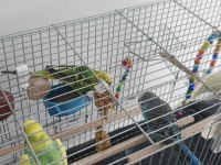 4 adet muhabbet kuşu tüm malzemeleriyle