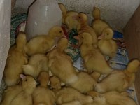 Çoluk çocuğunu sevindir ördek civcivi bulunur