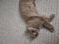 British longhair dişi kısır değil
