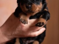 rottweiler yavrularımız