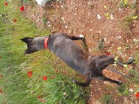 Köpeğime yuva arıyorum acil lütfen acil