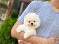 Üst Kalite Pomeranian Boo