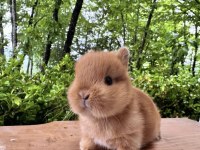 A KALİTE NETHERLAND DWARF TAVŞAN YAVRULAR