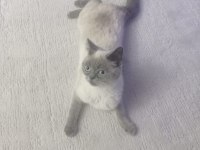 Yavrumuzu sahiplendiriceğim british shorthair