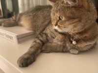 British Shorthair 6 Yaşında