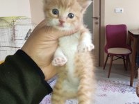 Sokak da buldum 3 4 haftalık sahiplendirilecek kediler