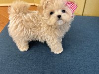 TOY POODLE YAVRULARIM