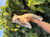 Mavi göz Husky bebekler
