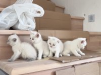 3 dişi 1 erkek british shorthair