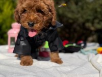 Toy Poodle Yavrumuz