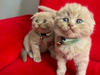 Ev ortamından Scottish Fold yavrular