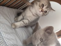 Son Yavru British Shorthair
