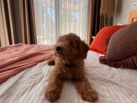 Toy Poodle